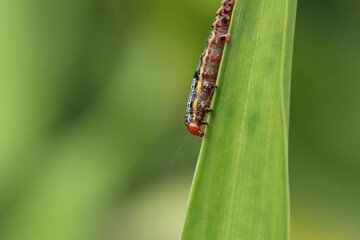 Lily Caterpillar Moth caterpillar eating a lily leaf