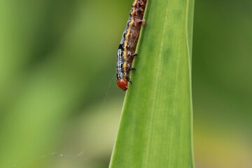 Lily Caterpillar Moth caterpillar eating a lily leaf