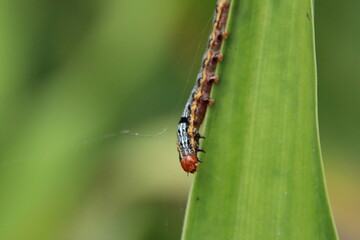Lily Caterpillar Moth caterpillar eating a lily leaf