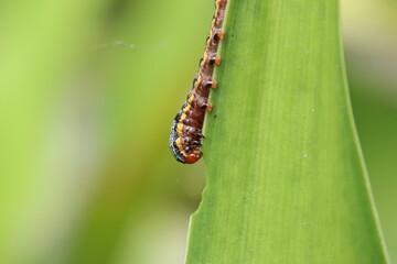 Lily Caterpillar Moth caterpillar eating a lily leaf