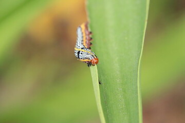Lily Caterpillar Moth caterpillar eating a lily leaf