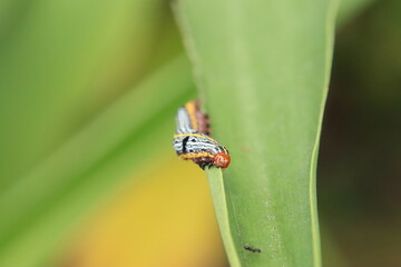 Lily Caterpillar Moth caterpillar eating a lily leaf