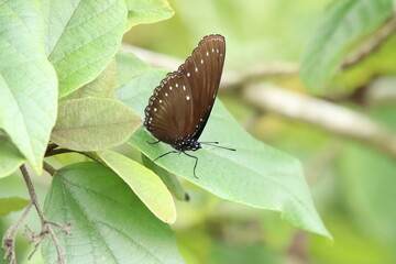 Malayan Eggfly butterfly in a park