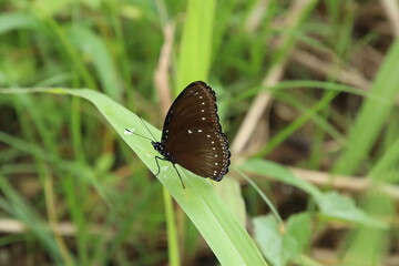 Malayan Eggfly butterfly in a park