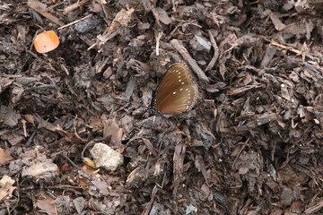 Malayan Eggfly butterfly in a park
