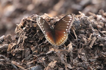 Malayan Eggfly butterfly in a park