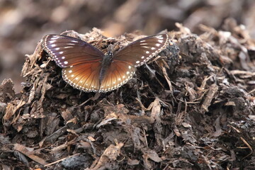 Malayan Eggfly butterfly in a park