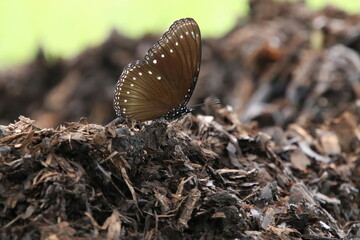 Malayan Eggfly butterfly in a park