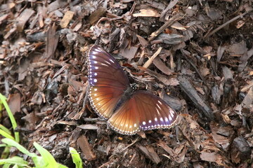 Malayan Eggfly butterfly in a park