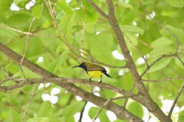 Olive Backed Sunbird on a tree branch