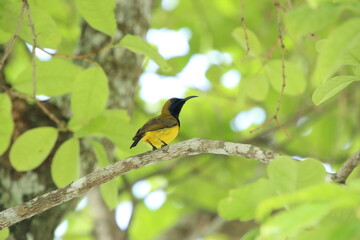 Olive Backed Sunbird on a tree branch