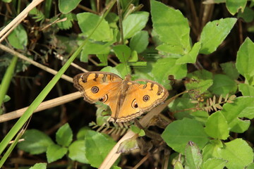 Peacock Pansy Butterfly on a blade of grass