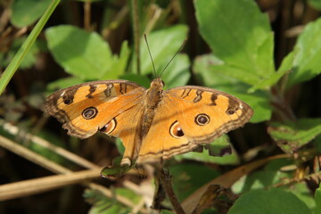 Peacock Pansy Butterfly on a blade of grass