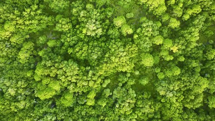 Top down flat aerial view of dark lush forest with green trees canopies in summer