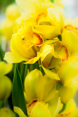 Yelow Cymbidium hybrid Orchid in the garden