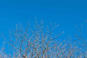 winter tree branches against blue sky 5