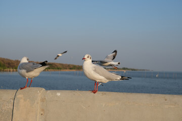 seagull on the beach