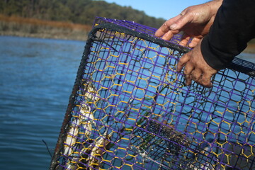 Fisherman’s hands on a blue crab trap - obrazy, fototapety, plakaty