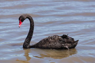 Naklejka premium Black Swan