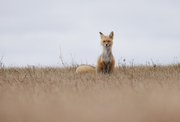 A red fox sits in a field with its fur blowing in the wind