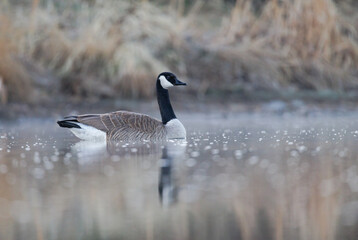 A canadian goose floating on still waters with a slight relfection in the water