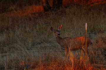 A female mule deer stands beside a fence at sunset.