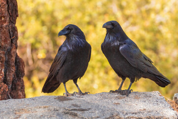 A pair of ravens sit on a wall waiting for scraps near a garbage can.