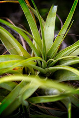 A bromeliad in a cluster of sand oaks in a South Florida park