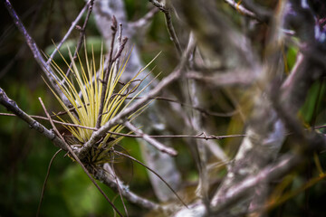 An air plant nestled in the crook of a scrub oak branch.