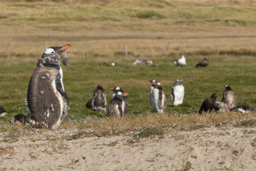 A Gentoo Penguin (Pygoscelis papua) colony with some undergoing a catastrophic molt. New Island,...