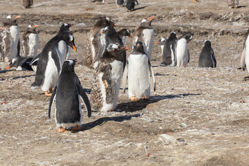 A Gentoo Penguin (Pygoscelis papua) Colony with some undergoing a catastrophic molt. New Island,...