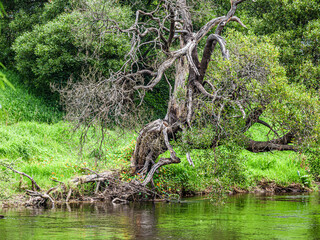 Gnarled Tree with Red Flowers