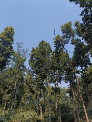 Teak tree forest