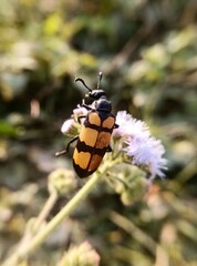 Blister beetle on Ageratum 