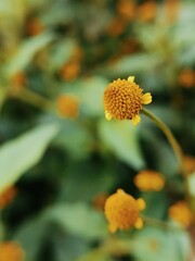 flower in the garden