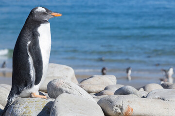Naklejka premium A lone Gentoo Penguin (Pygoscelis papua). New Island, Falkland Islands.