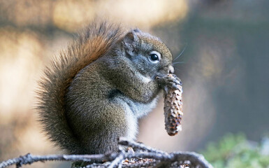 Red squirrel eating a spruce cone in a forest close up.