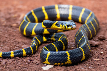 Gold ringed cat snake on defense position