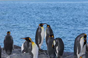 Fototapeta premium King Penguins (Aptenodytes patagonicus). Fortuna Bay.