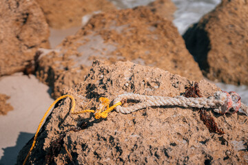 lizard on the sand rock beach usa 