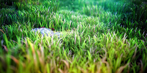 3d render, 3d illustration, natural light backdrop wall mural grass ant, landscape vintage effect ambiance for home decoration and commercial area. Grassland wallpaper scene