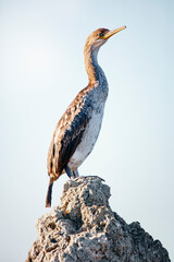 cormoran sur son rocher 