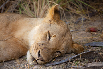 A young lioness sleeping in the Serengeti near the bushes