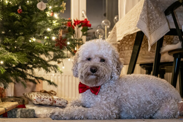 A portrait of two-year old Bichon Poo poodle dog sitting under a Christmas tree with a presents.