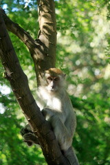 Wild monkeys found in Thailand