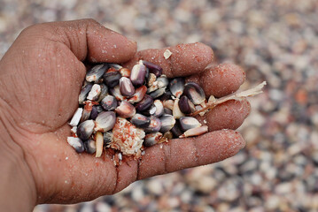 Creole corn harvested from southern Mexico, for food