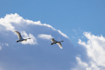 青空を飛翔する白鳥