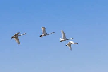 青空を飛翔する白鳥