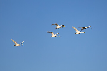 青空を飛翔する白鳥