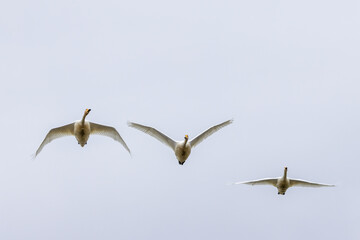 青空を飛翔する白鳥